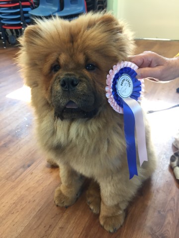 Puppy with rosette