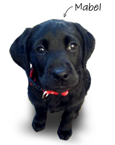 Mabel as a puppy - Puppy School classes in Chepstow and Newport