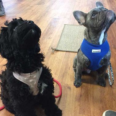 Two small dogs at a Daisy dog training class